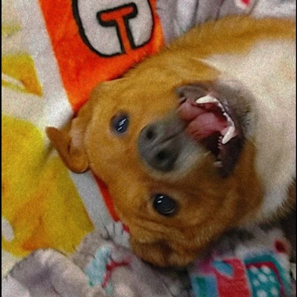 Meet your Posher, Breanna